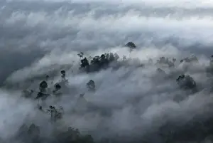 Earth Environment Images Drucke: Rainforest canopy in a thick mist at dawn