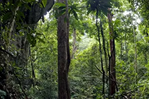Asian National Parks Drucke: Rainforest and huge limestone rocks are typical