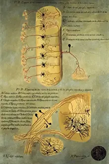 Zeichnungen Drucke: Ramon y Cajal, Santiago (1852-1934). Spanisch