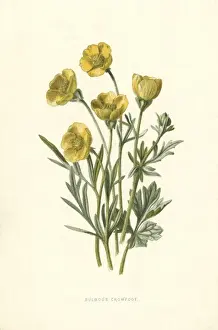 Ranunculus Bulbosus Drucke: Ranunculus Bulbosus