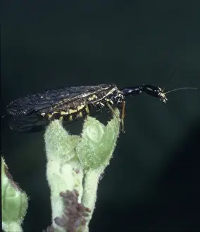 Rhipidura sp., Schlangenfliege