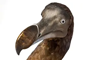 Raphus cucullatus, Dodo