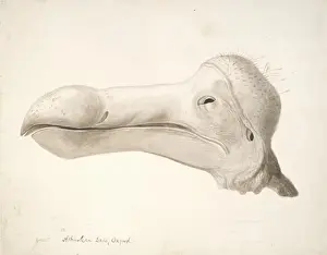 Raphus cucullatus, Dodo
