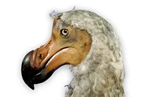Drucke von Ein montiertes Exemplar des ausgestorbenen Fluglosenvogels Dodos (Raphus cucullatus). Der Dodo lebte auf der Insel Maurizius und wurde im späten 17. Jahrhundert ausgestört Verbündete Drucke: Raphus cucullatus, Dodo