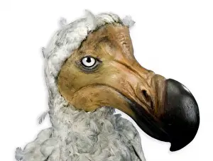 Raphus cucullatus, Dodo