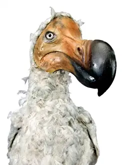 Raphus cucullatus Dodo