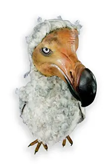 Raphus cucullatus, Dodo
