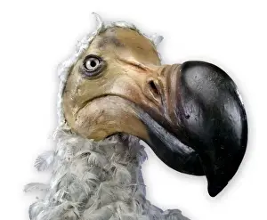 Raphus cucullatus, Dodo