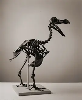 Raphus cucullatus, Dodo