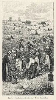 Britain Farming History Drucke: Raspberry Picking / 1901