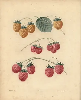 Historical Fruit Illustrations Drucke: Raspberry varieties