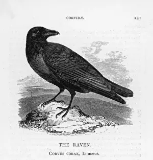 Nature Photography Birds Drucke: Raven on a Rock