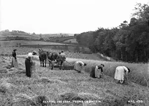 Ernten der Mais in Toome, Co., Antrim