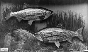 Drucke von Ein Weltrekord-Bruch von Rachenfischen gefangen in Lambeth Reservoir, Surrey, England am 6 September 1938 durch W. Penney Rotauge Drucke: Aufzeichnung Rattenfang