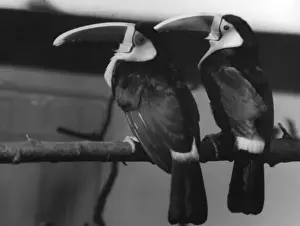 Rare Bird Species Photos Drucke: Red-Billed Toucans