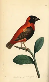 The Naturalists Miscellany Illustrations Drucke: Red bishop bird, Euplectes orix