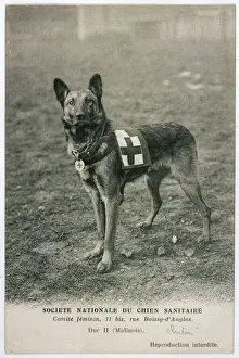 Drucke von Ein Malinois (belgisches Schäferhund), für Arbeit als Rote Kreuz-Hund ausgebildet ist. Duc II steht bereit zum Handeln Hunde (Haushunde) Drucke: Rotes Kreuz Hund Warte
