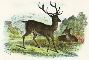 Victorian Era Animals Drucke: RED DEER