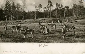English Countryside History Drucke: Red Deer, Unknown location