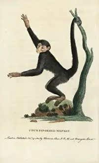 Naturalists Pocket Magazine Prints Drucke: Red-faced spider monkey, Ateles paniscus