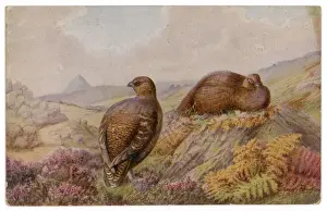 Nature Prints For Sale Online Drucke: RED GROUSE