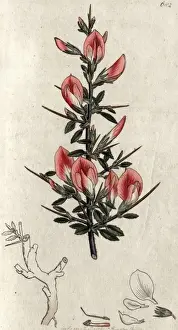 Early Botany Illustrations Drucke: Red harrow