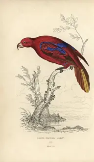 Historical Ornithology Images Drucke: Red lory, Eos rubra