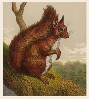 Historical Animal Prints Online Drucke: Red Squirrel 19C