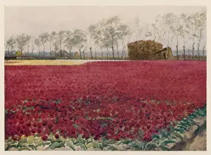 Colorful Tulip Fields Drucke: Red Tulip Field