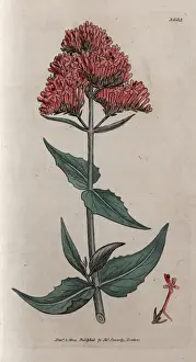 Early Botany Illustrations Drucke: Red valerian