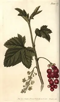 Ribes Rubrum Drucke: Redcurrant, Ribes rubrum