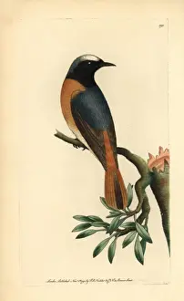 The Naturalists Miscellany Illustrations Drucke: Redstart, Phoenicurus phoenicurus