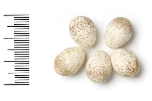 Regulus ignicapillus, Feuerkrähe