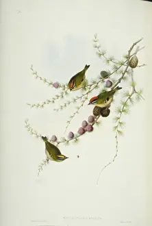 Great Britain Birds Drucke: Regulus ignicapilla, firecrest