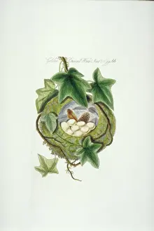 Drucke von Platte 66 aus der dritten Ausgabe von James Boltons Harmonia Ruralis oder ein Essay zur natürlichen Geschichte der britischen Vögelband 2, (1845) Regulus Drucke: Regulusr Reguluss, Goldkrahen Nest und Eier
