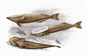 Drucke von Remorafisch oder Schwanzflosser; auch als Nusselwasser bekannt. Datum: 1863 Remora Drucke: Römer oder Kletternasen