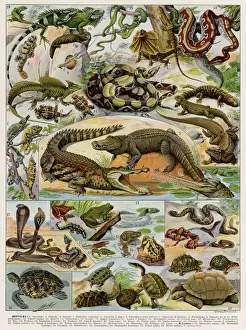 Reptiles