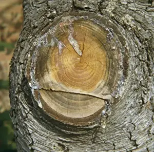 Pinaceae Family Drucke: Resin from a cedar tree