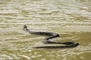 Drucke von Ein Rettichpython schwimmt aus einem kleinen Süßwasserstrang in die See hinüber um zwischen den Teilen der Inselküste zu wechseln (Python reticulatus) Verwandte Bilder Drucke: Ein Reticulat-Python schwimmt aus einem kleinen Süßwasser-Bach