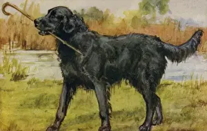 Eileen Hood Artwork Drucke: Retriever