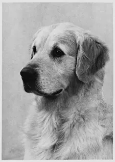 Golden Retriever Breeds Drucke: Retriever / Golden