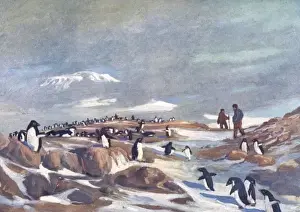Early 20th Century Expeditions Drucke: Return of the Penguins