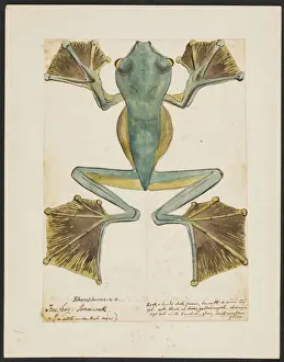 Amphibien Drucke: Rheinwurm, Baumfrosch
