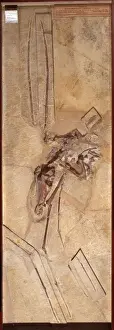 Archosauria Species Drucke: Rhamphorynchus longiceps