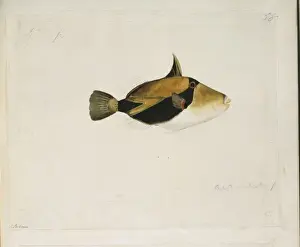Rheinkanthus rektangulatus, Föhnspitzmauller