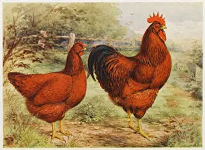 Drucke von Rot-Island-Rote-Huhn und Hahn Rhode Island Rot Drucke: Rote Rhode-Insel-Hähne
