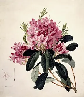 Rhododendron spezies