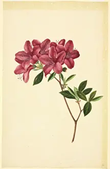 Rhododendron spezies