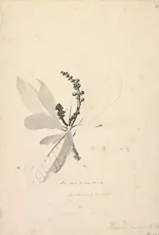 Dicotyledon Flowering Plants Drucke: Rhus artrum