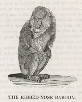 Primate Illustration Drucke: Ribbed-Nosebaboon / Bewick